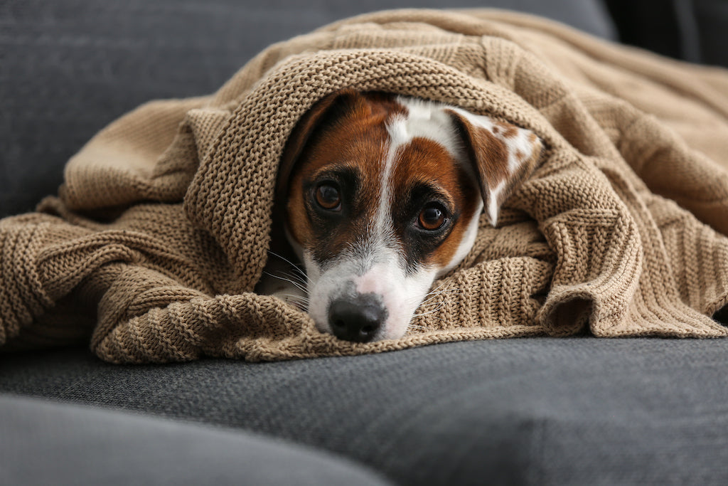 Why Calming Support Is Important for Anxious or Reactive Dogs