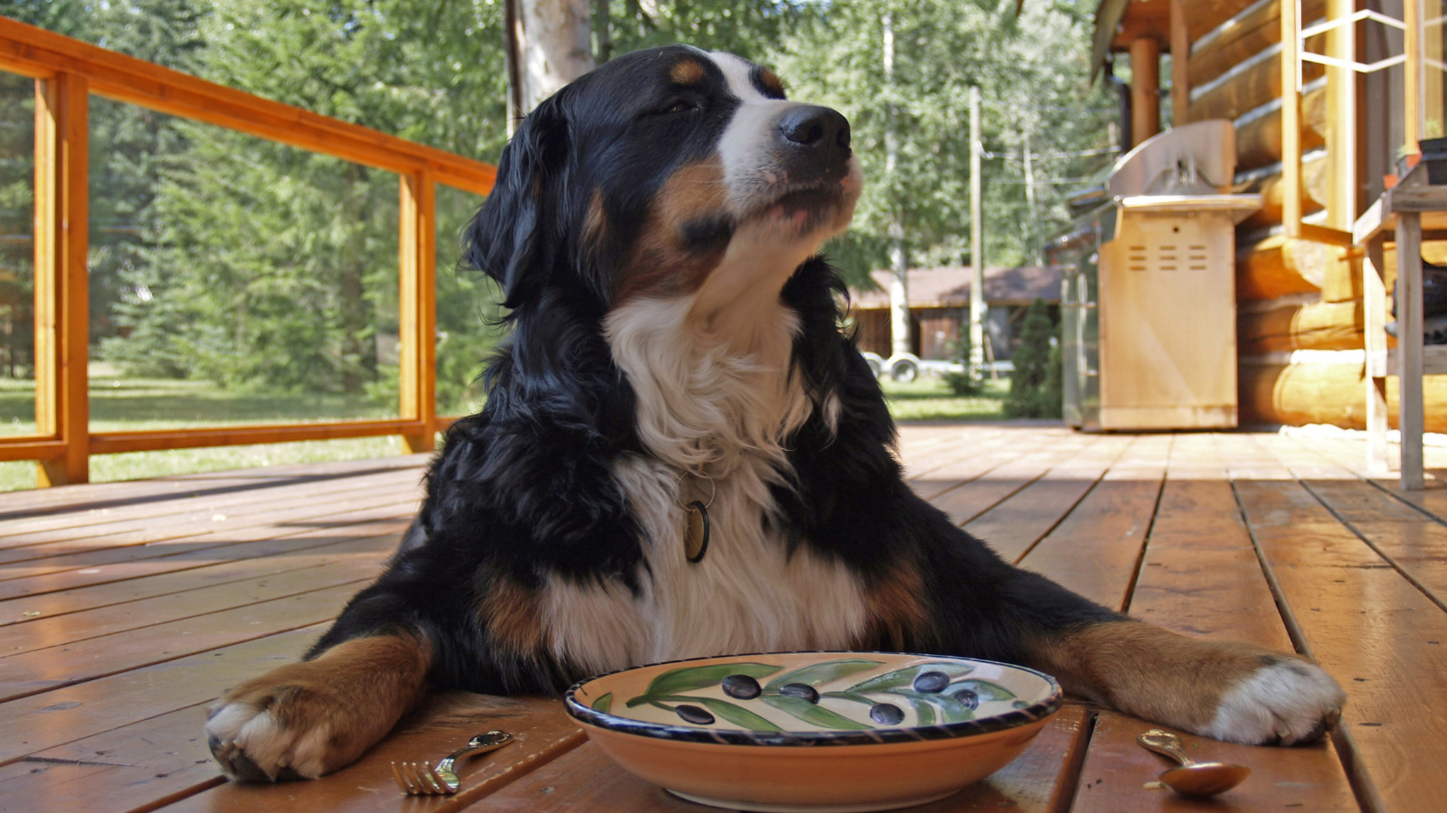 The Benefits of Giving Your Dog a Multivitamin: Enhancing Their Health and Happiness