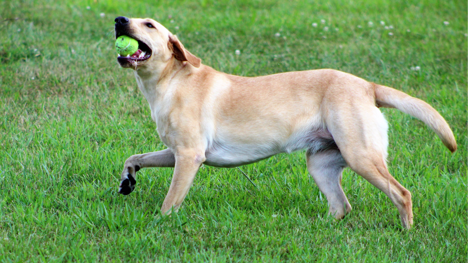 Understanding Dog Breeds Prone to Hip and Joint Problems