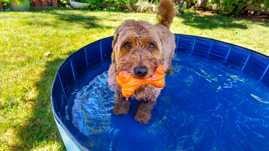 Grooming Your Dog in the Summer: Essential Tips for a Healthy and Happy Pup