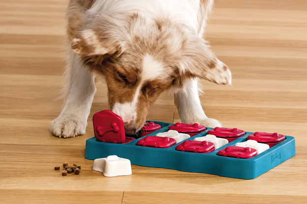 Why Your Dog Needs a "Job" (And What That Actually Means)