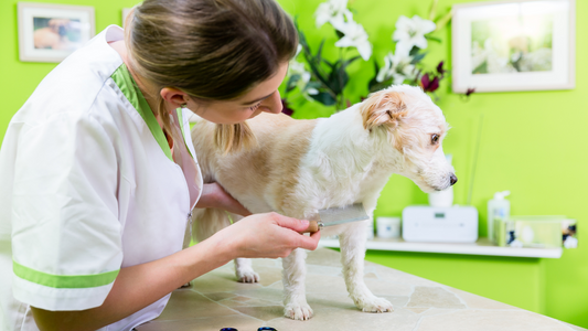 Canine Cleanliness: The Dual Benefits of Dog Grooming and Pest Prevention