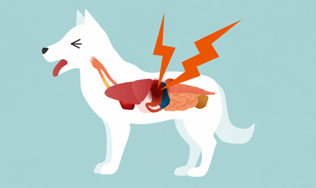 Your Dog's Gut Is Running the Show (Here's Why It Matters)