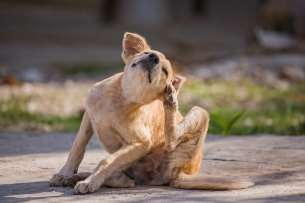 Cedar Fever Season in Austin: What It Means for Your Dog