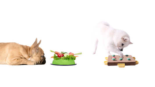What is Holistic Health for Dogs? Unlocking the Secrets to a Happier, Healthier Pup!