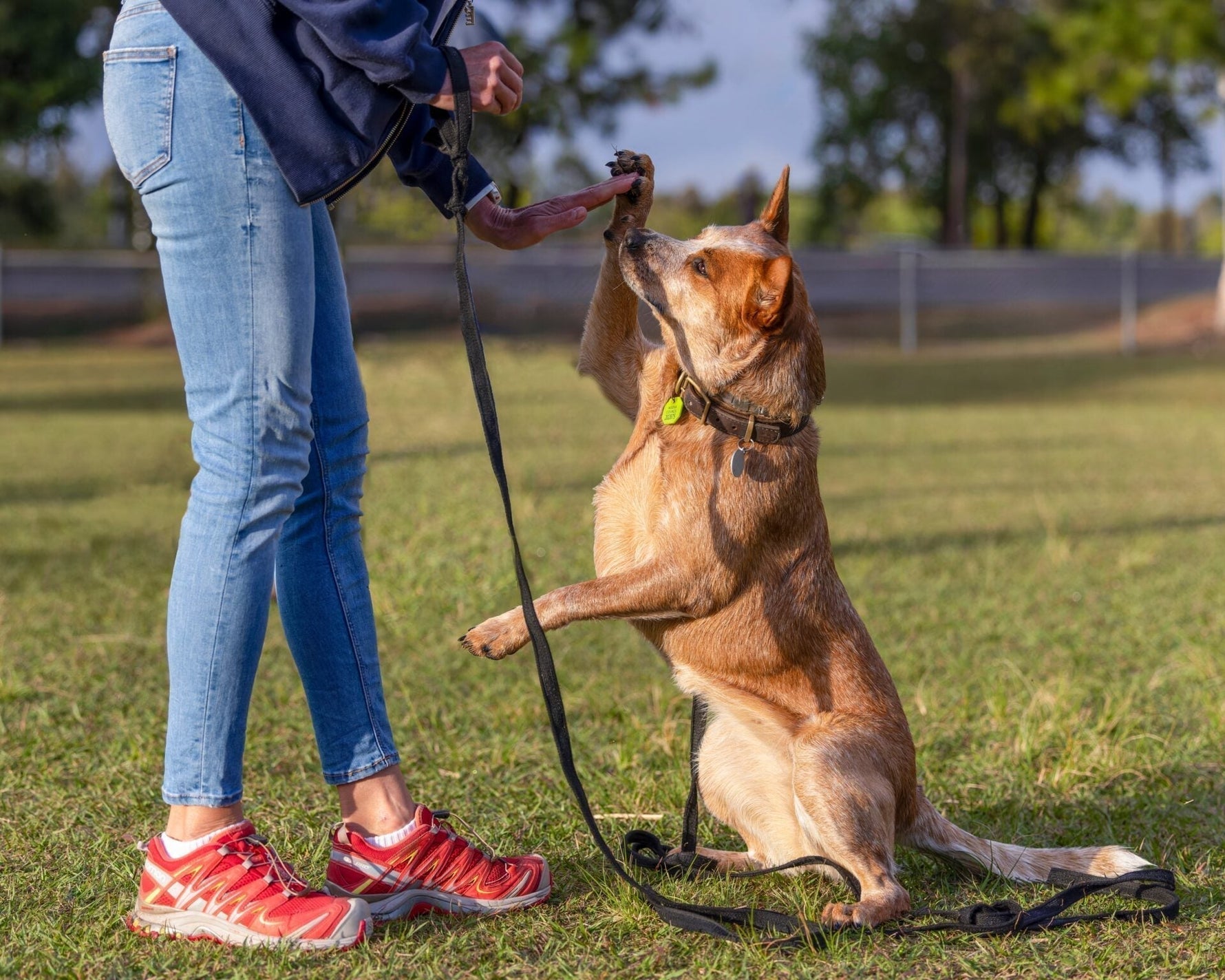 Why High-Value Treats Are the Secret to Successful Dog Training