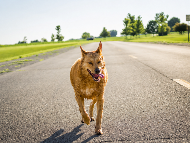 The Austin Heat & Your Dog: A Paw-Safety Guide