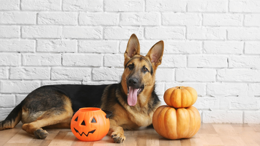 Pumpkin Power: A Tasty Superfood for Your Pooch Pal