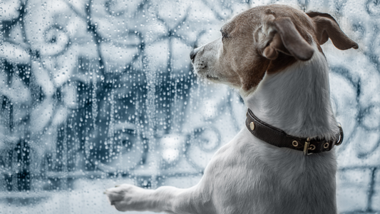 Fun Indoor Activities for Dogs on Rainy Days