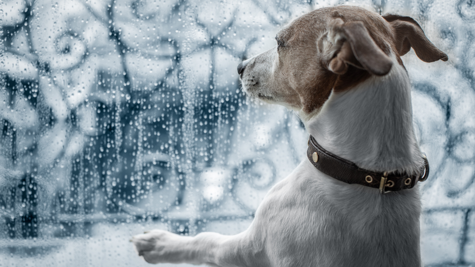 Fun Indoor Activities for Dogs on Rainy Days