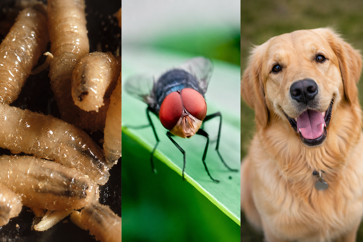 Screwworm and Your Dog: What Austin Owners Should Know