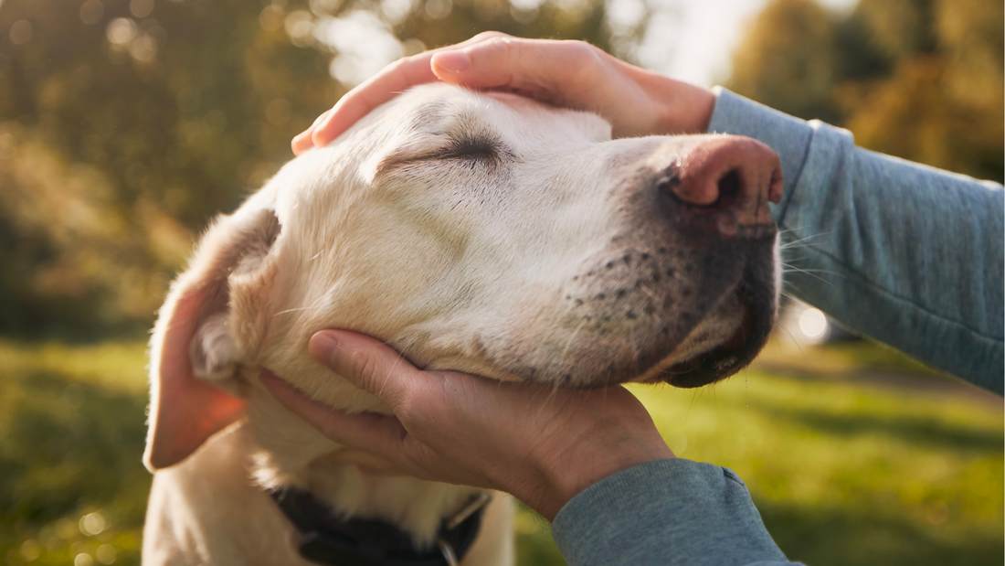 Holistic Approaches to Aging Dog Health: Natural Remedies and Therapies