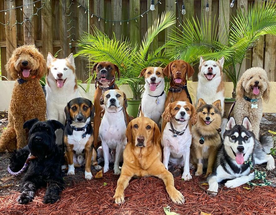 Surprising Facts About Dog Health Every Pet Parent Should Know