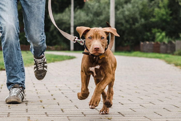 The Importance of Movement and Enrichment in Dogs