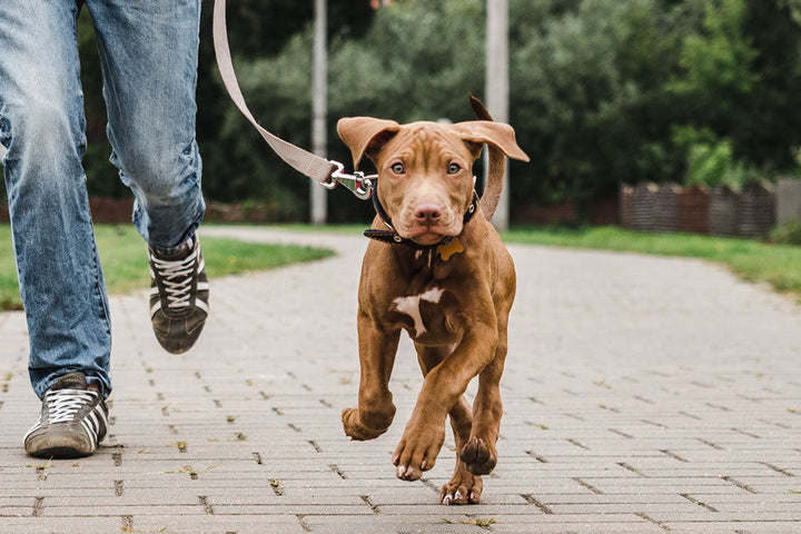 The Importance of Movement and Enrichment in Dogs