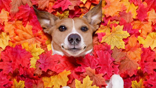 Why Dogs Go Crazy for Fall: The Science Behind Autumn Canine Capers