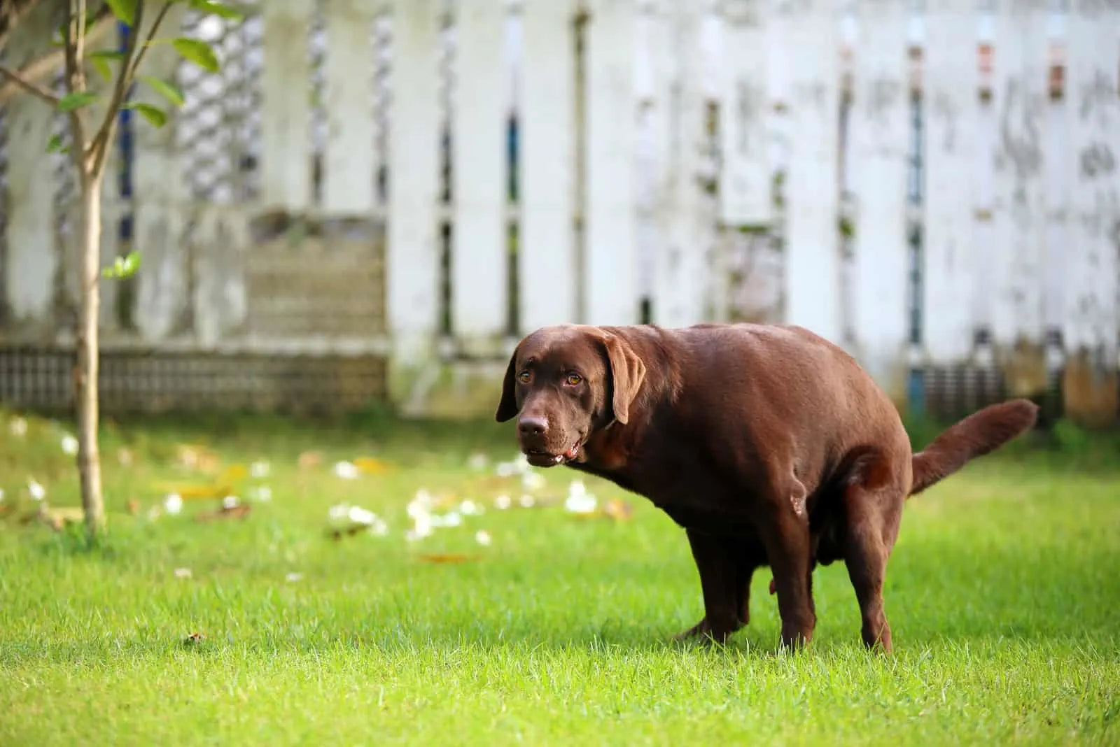 Common Digestive Issues in Dogs and How to Prevent Them