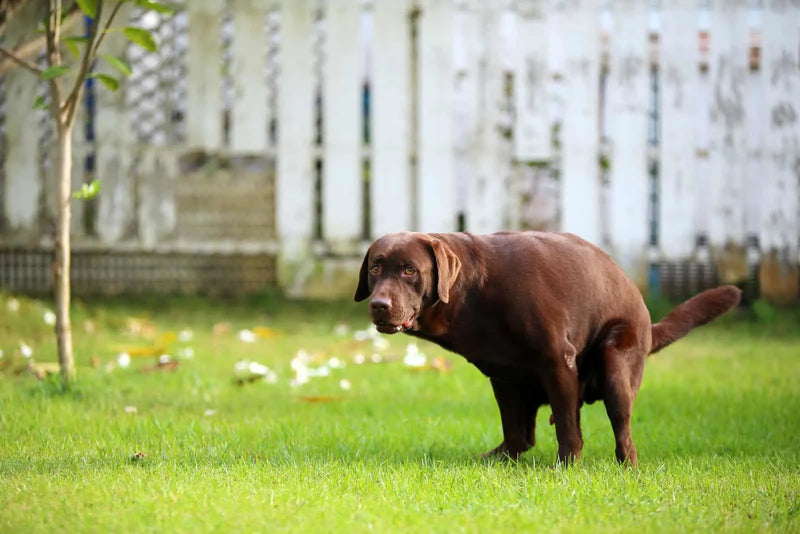 Common Digestive Issues in Dogs and How to Prevent Them