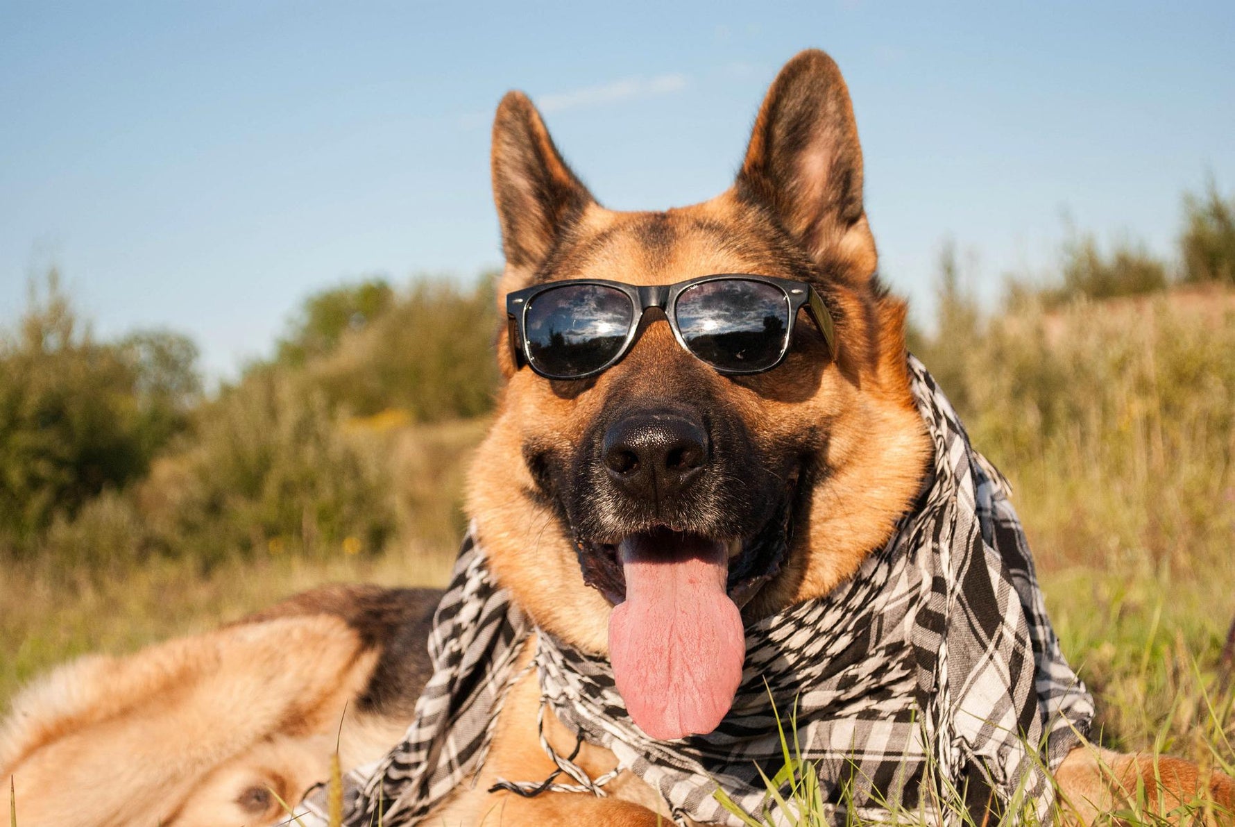 German Shepherd Dog in sunglasses