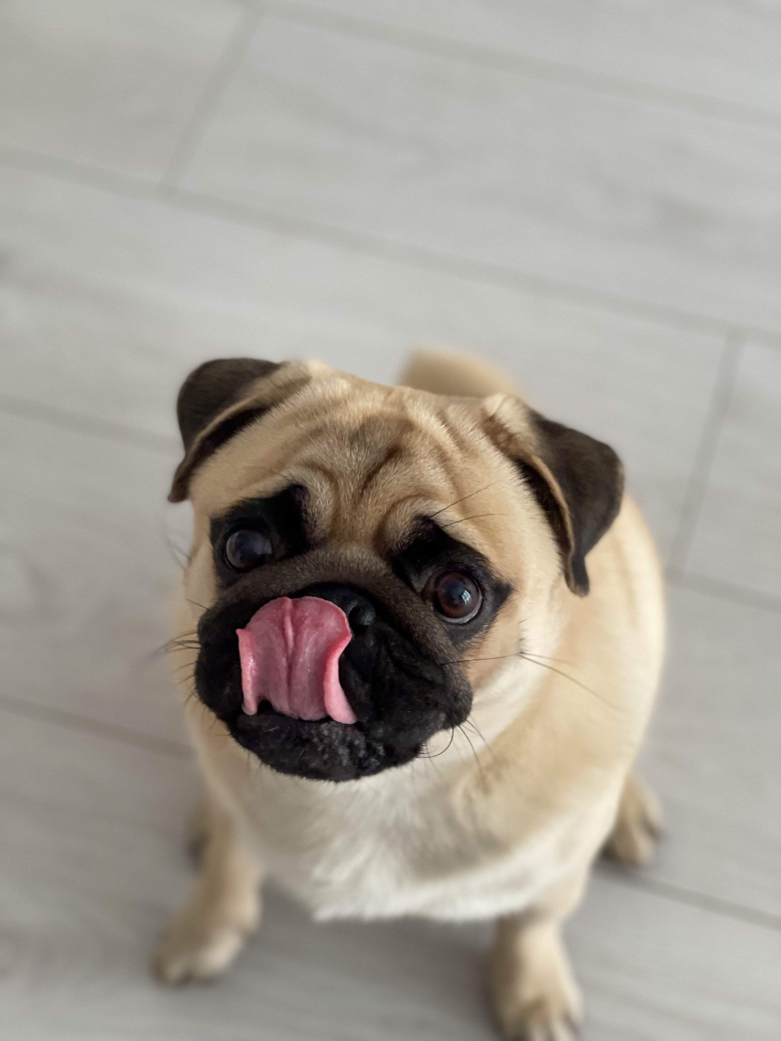 People Foods To Avoid Feeding Your Dog
