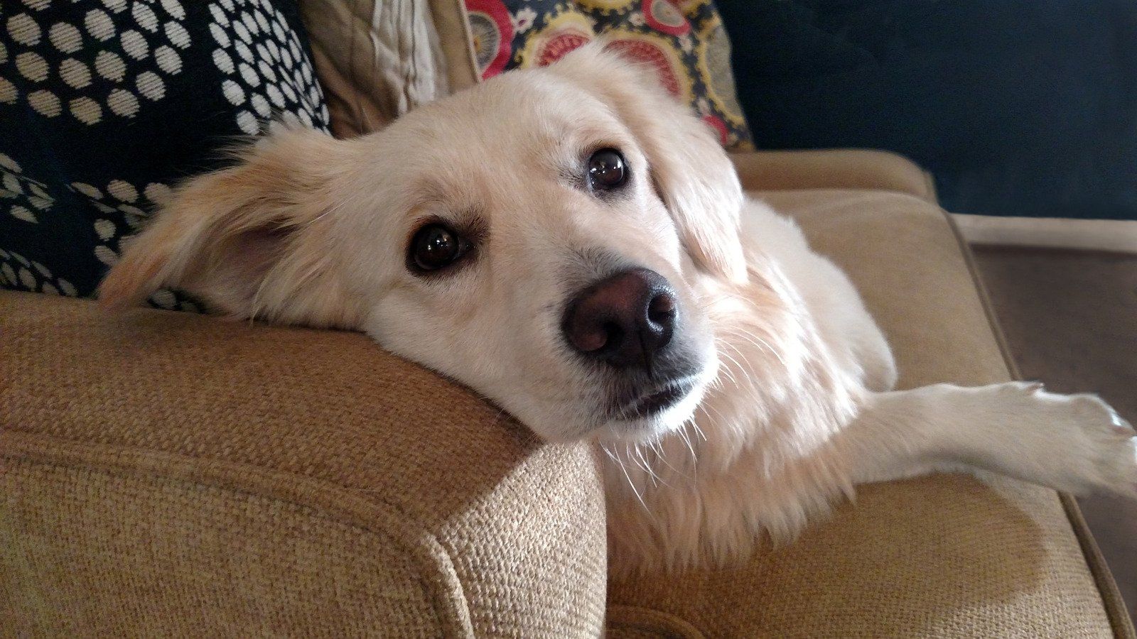 4 Signs Your Dog Might Need a Nutrition Boost (and What You Can Do)