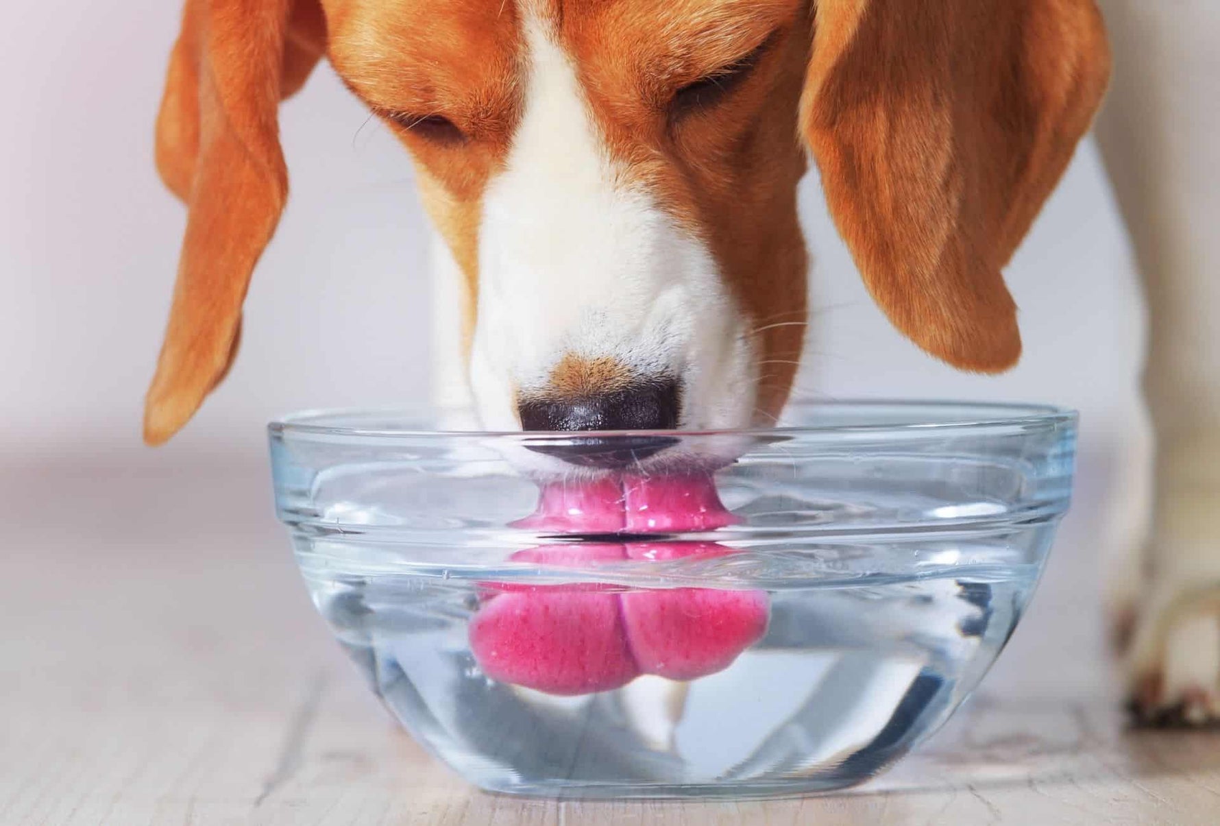 Hydrating Dogs Safely: What Every Pet Parent Needs to Know