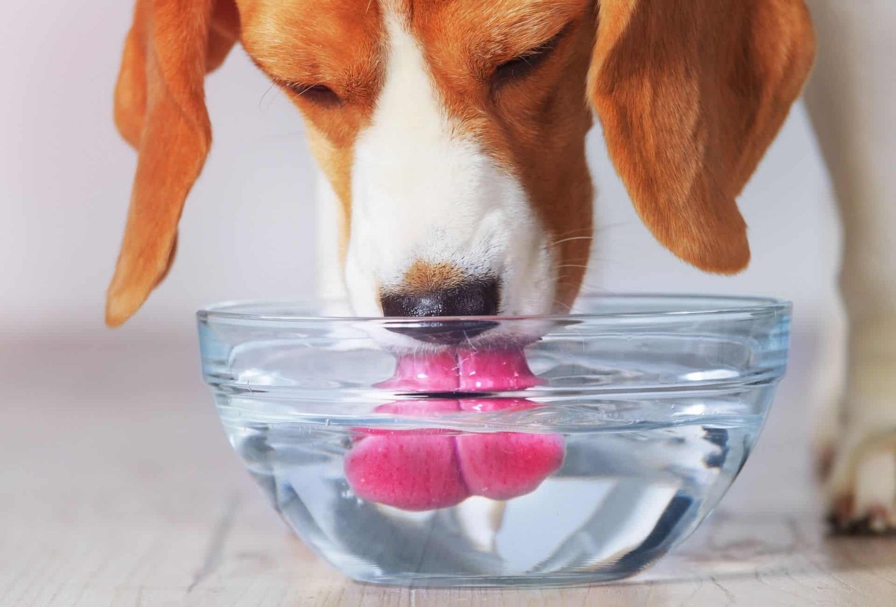 Hydrating Dogs Safely: What Every Pet Parent Needs to Know