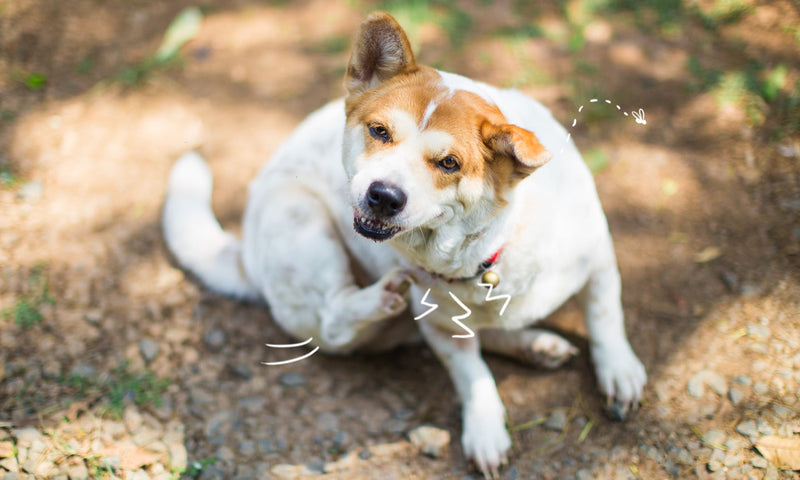Why Allergy Support Is Important for Dogs