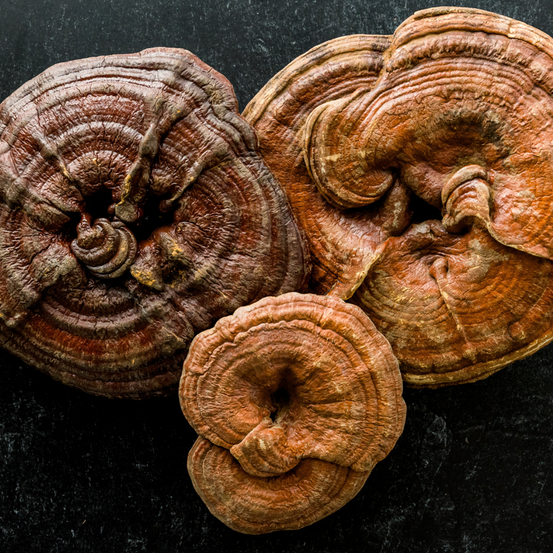 Organic Reishi Mushroom