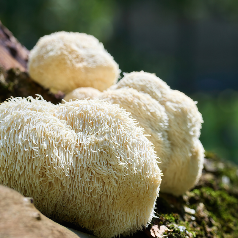 Organic Lion’s Mane Mushroom