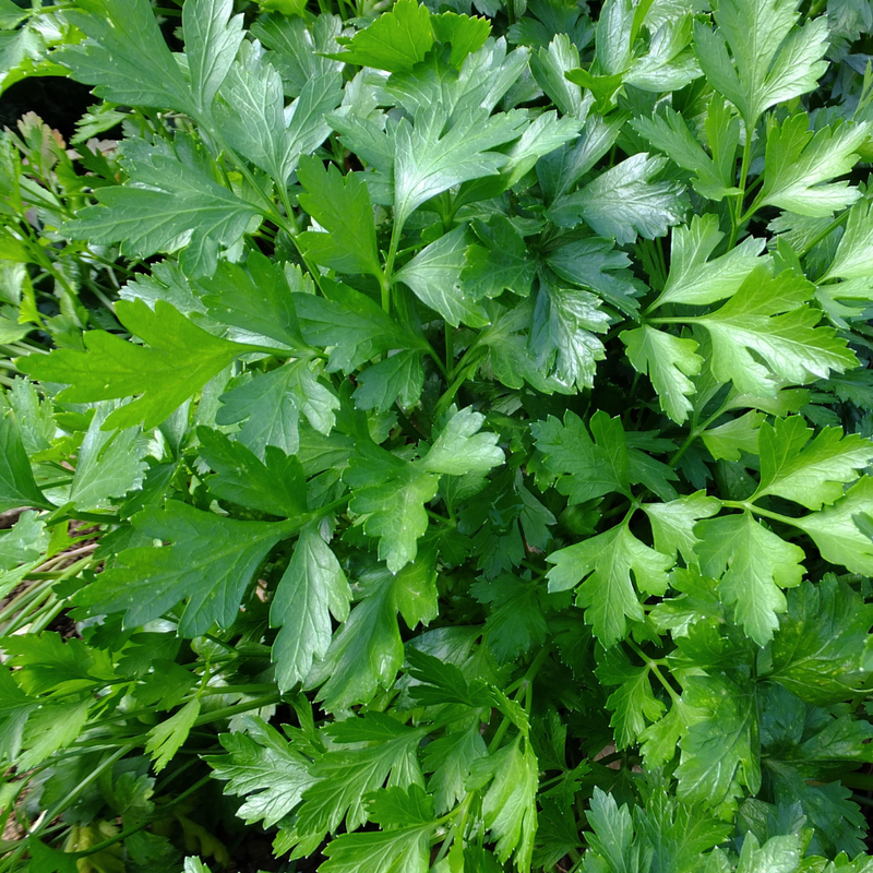 Parsley