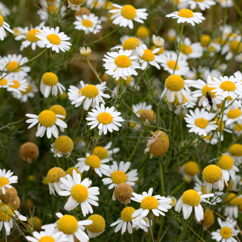 Organic Chamomile