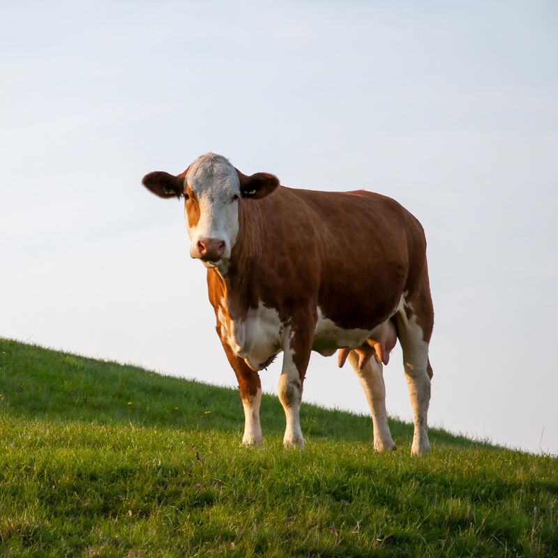 Grass-Fed Colostrum