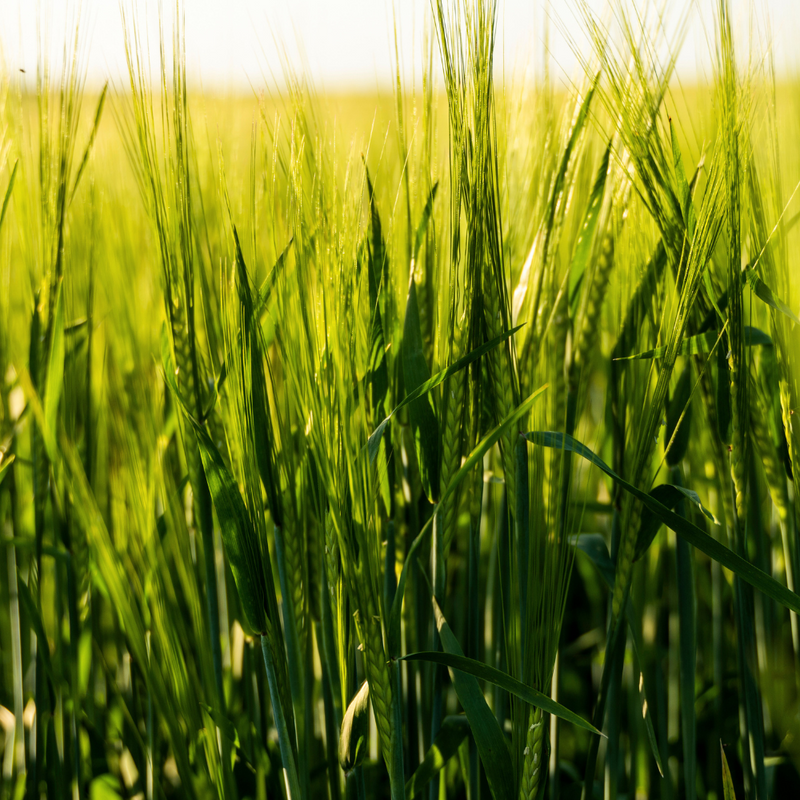 Organic Barley Grass Powder