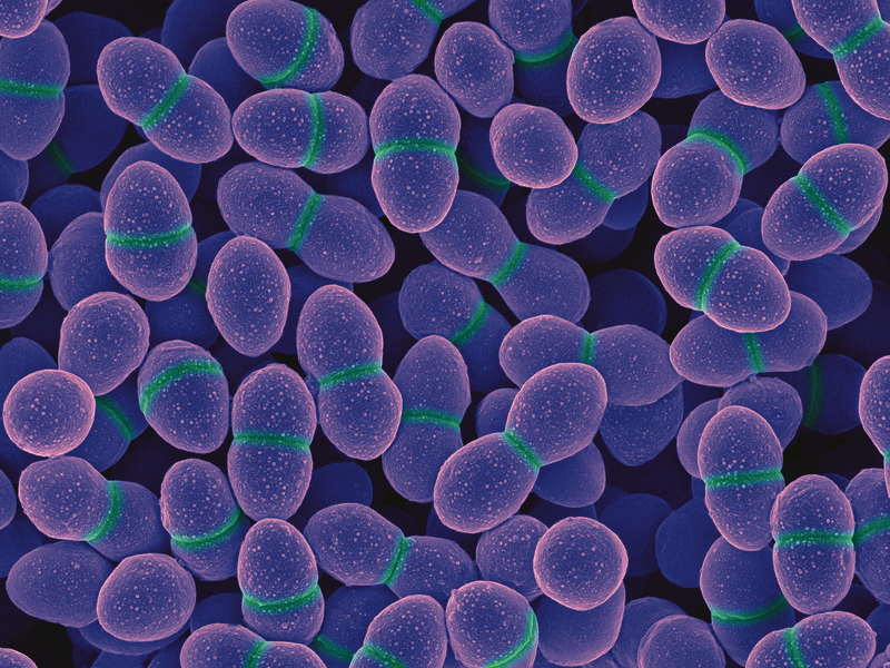 Enterococcus faecium