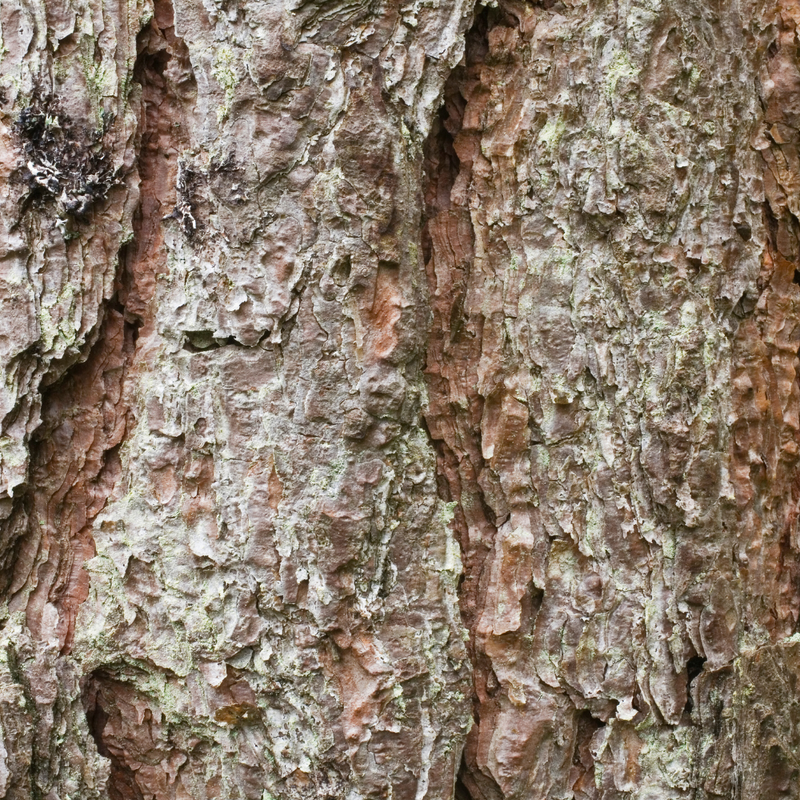 Larch Arabinogalactan