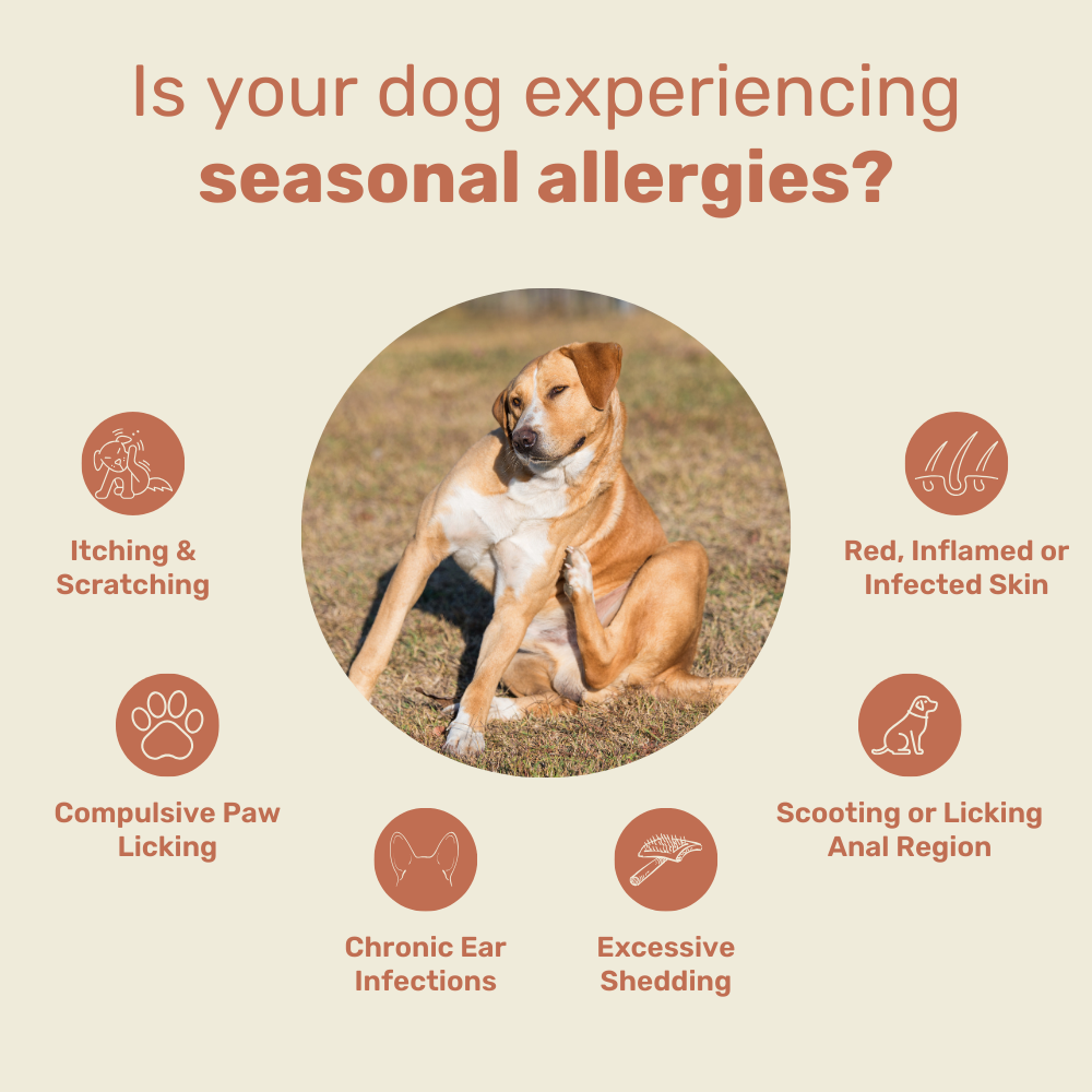 Allergy & Immune Support Chews