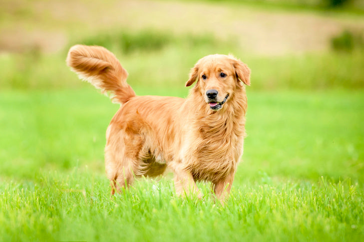 Daniel (Rosie’s human)