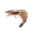 Glucosamine