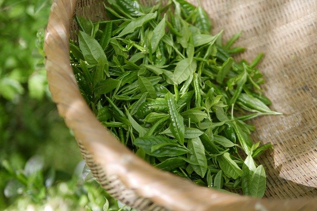 Suntheanine (green tea leaves)
