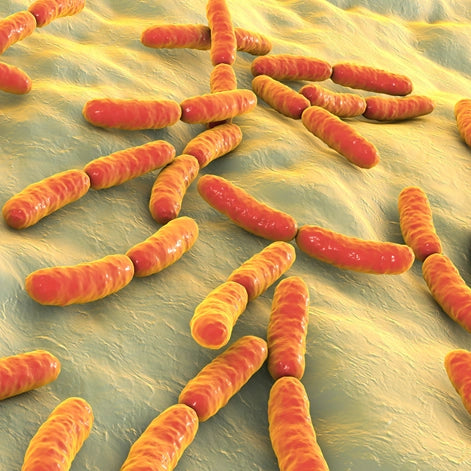Lactobacillus fermentum