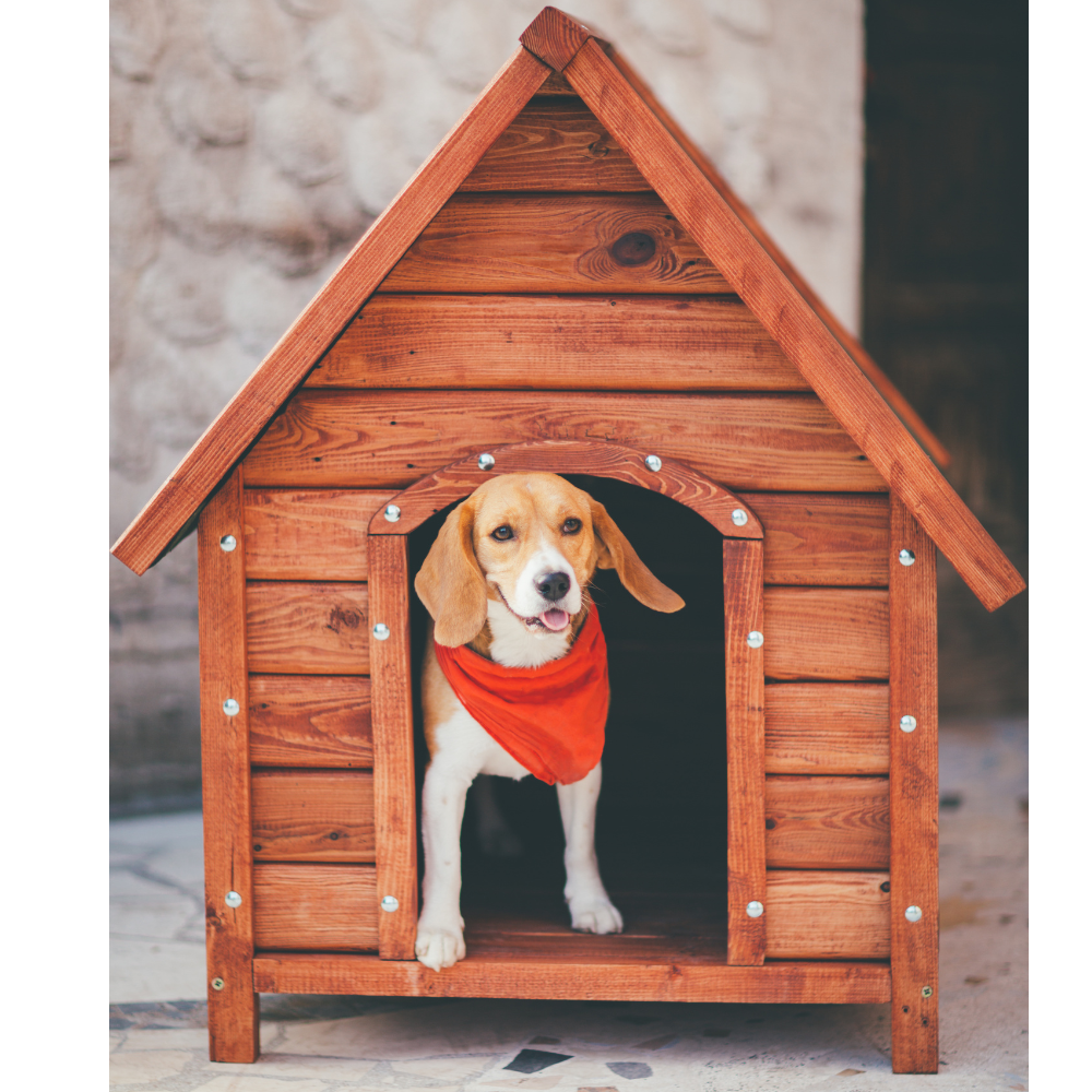 Happy dog inside dog house