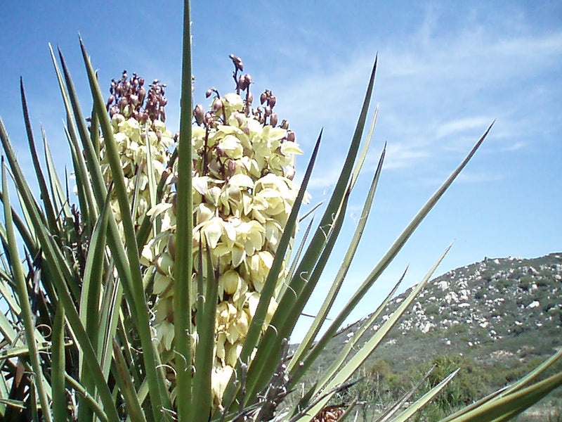 Yucca Schidigera