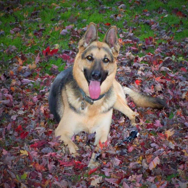 German Shepherd Dog - Our Inspiration