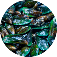 Green Lipped Mussels