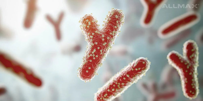 Bifidobacterium bifidum