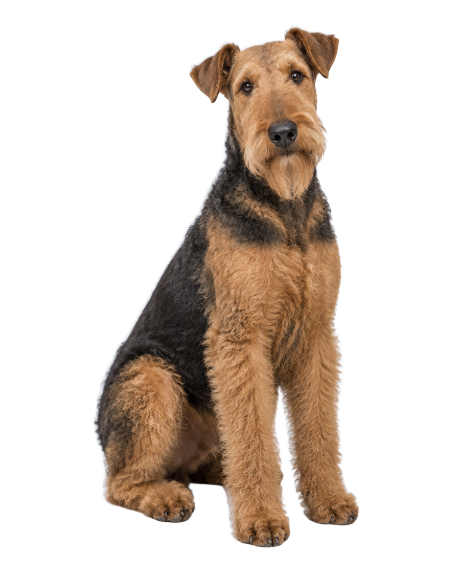 Airedale Terrier