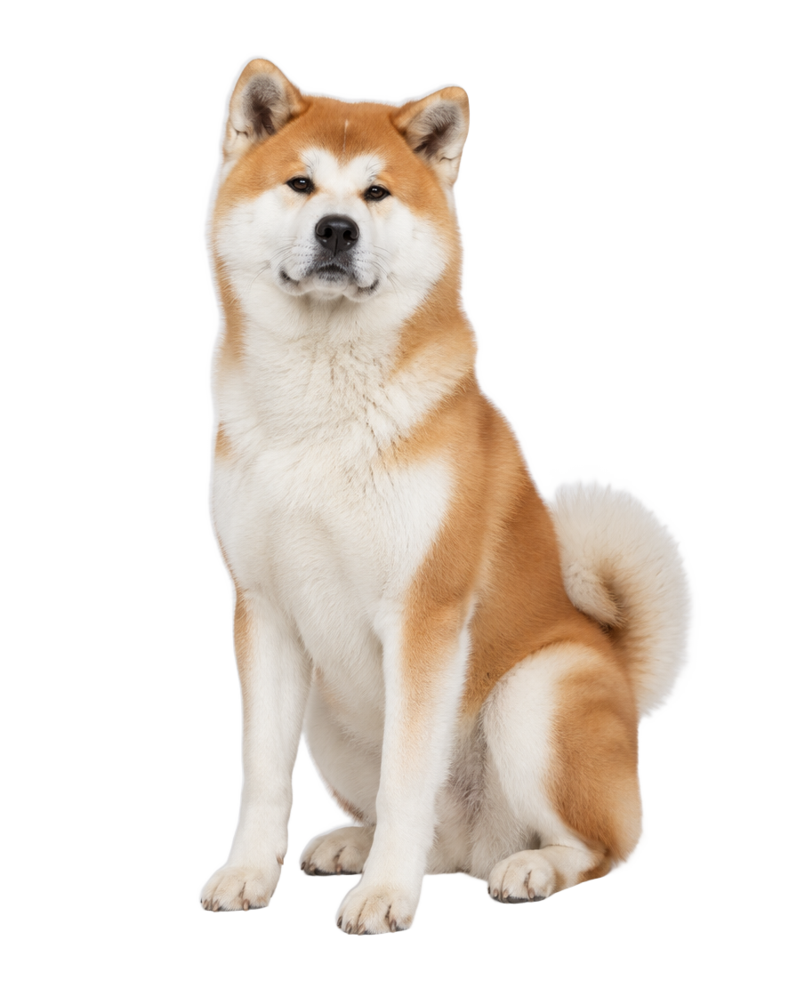 Akita