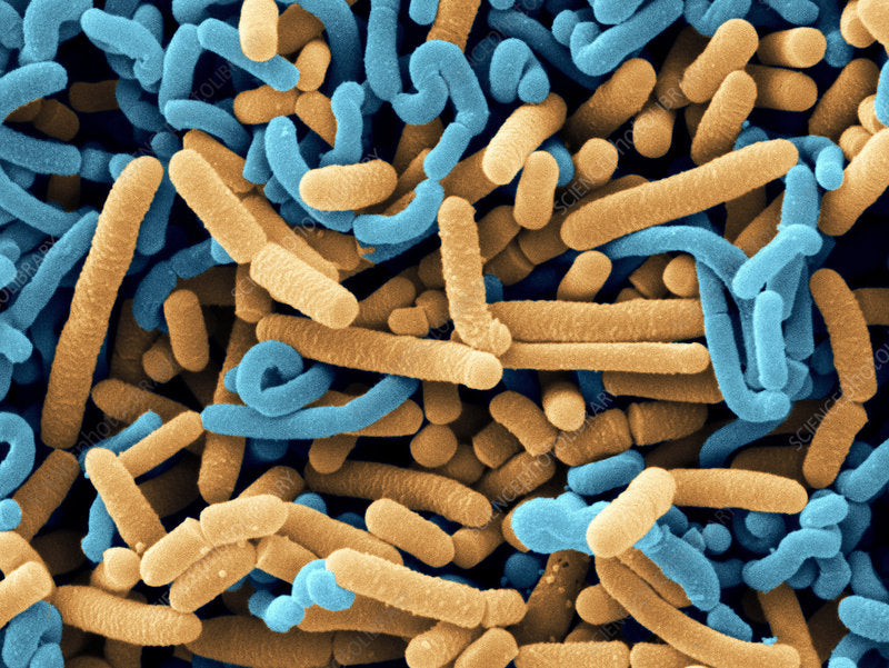 Lactobacillus acidophilus
