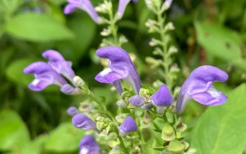 Organic Skullcap